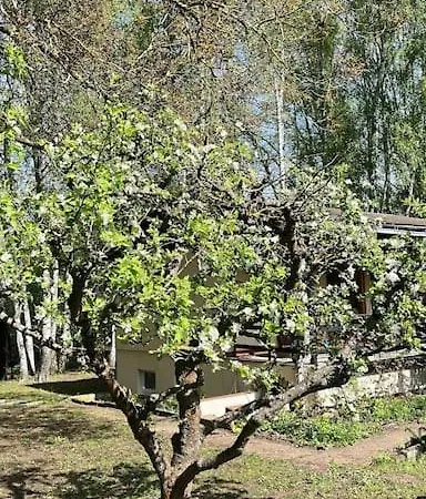 Spreewald-hideaway, Bungalow Mit Pool Und Kamin Luebbenau